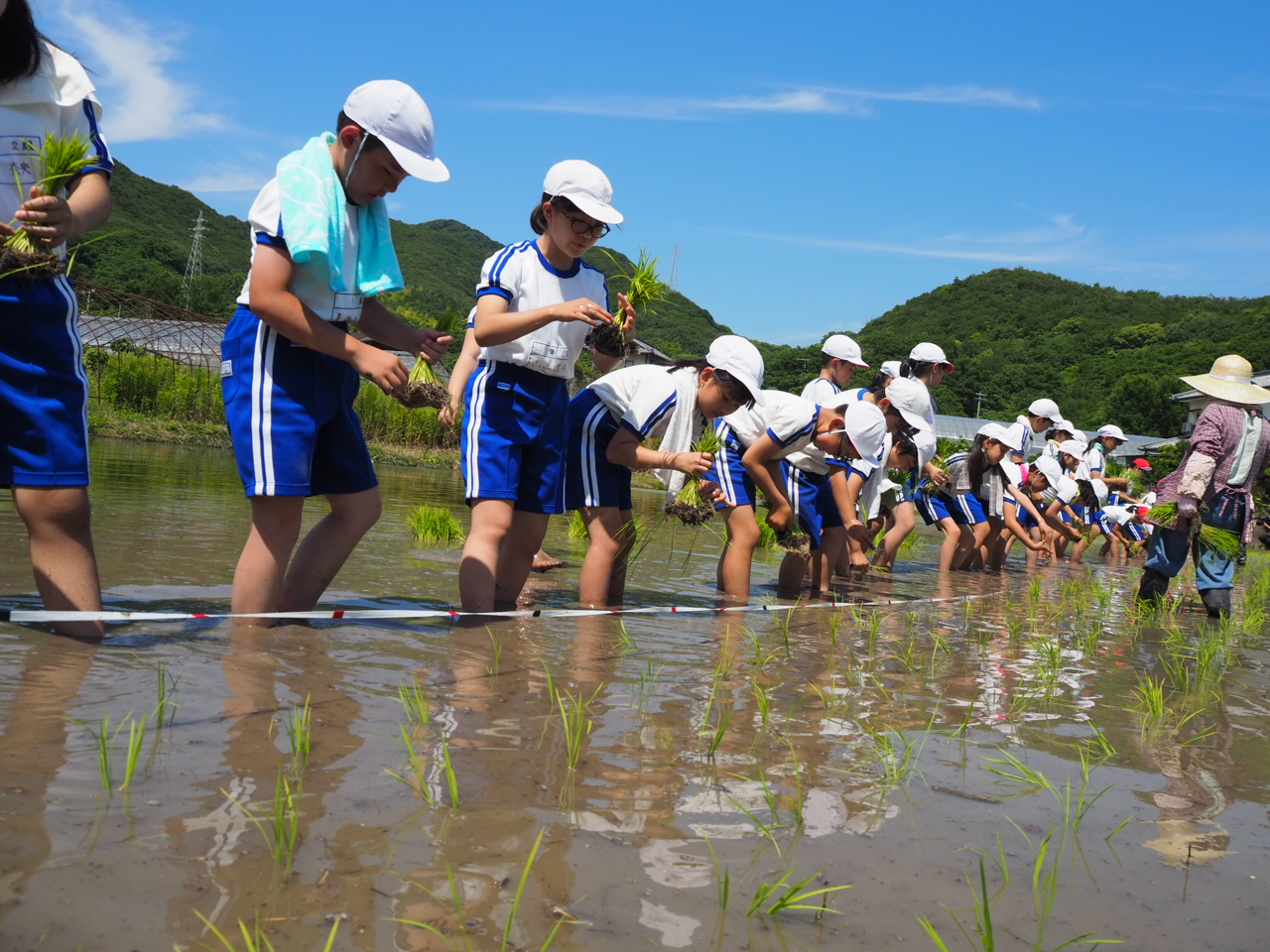 裸足で田植えをする児童たち