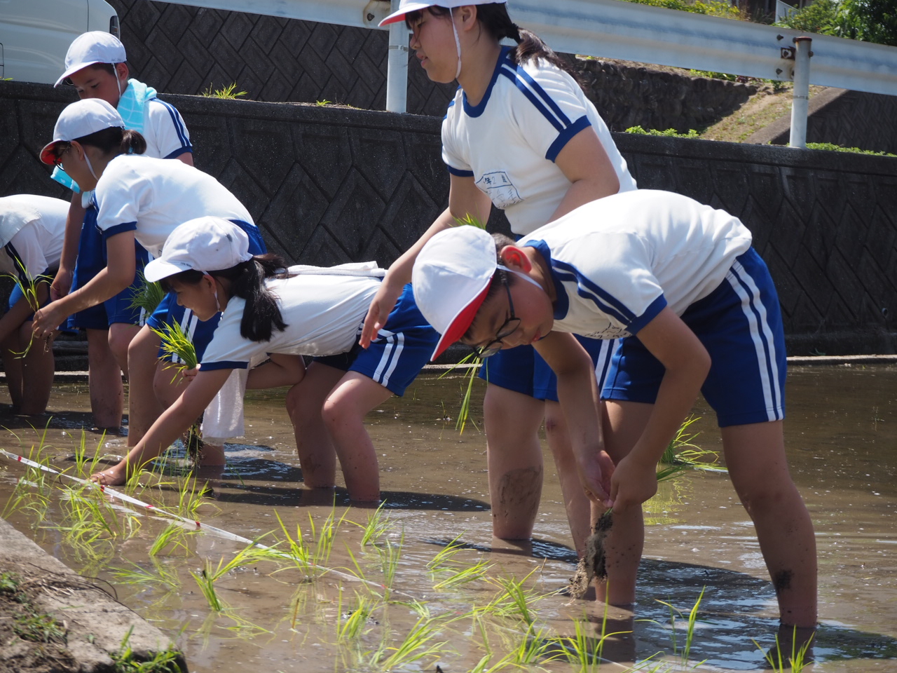 裸足で田植えをする児童たち