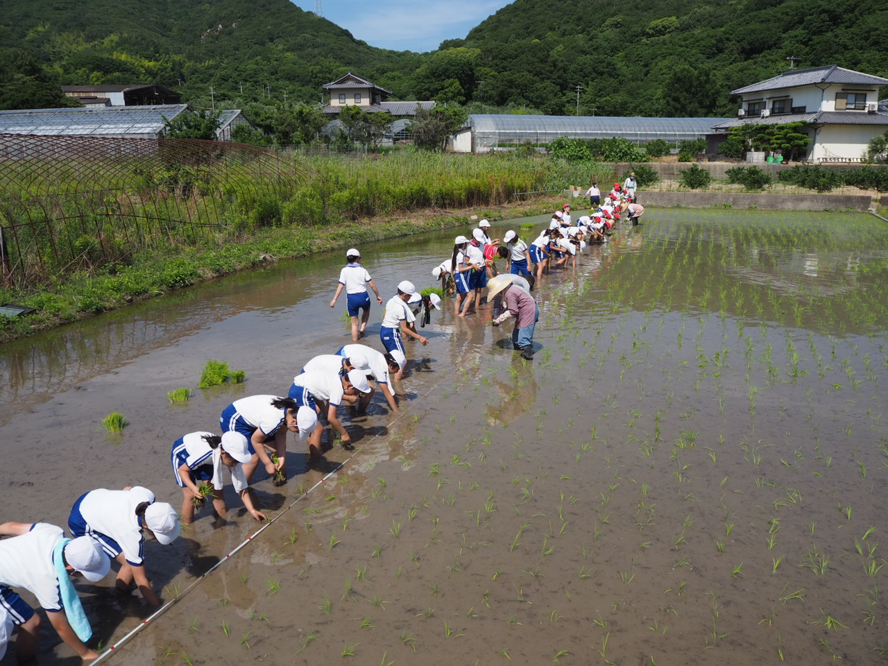 一列に並んで田植えする児童たち