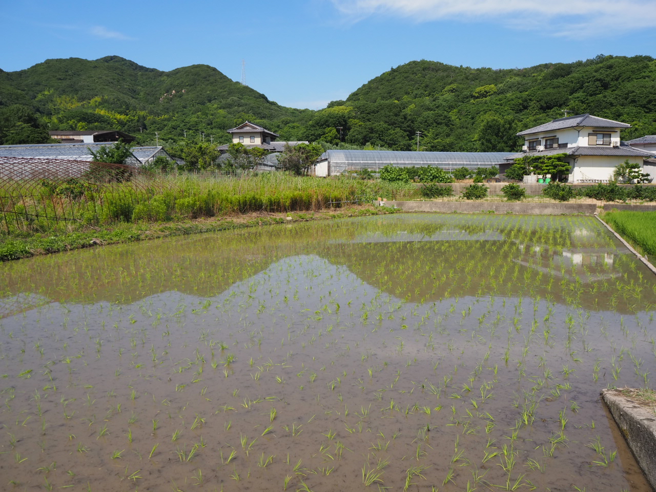 田植えの終わった水田