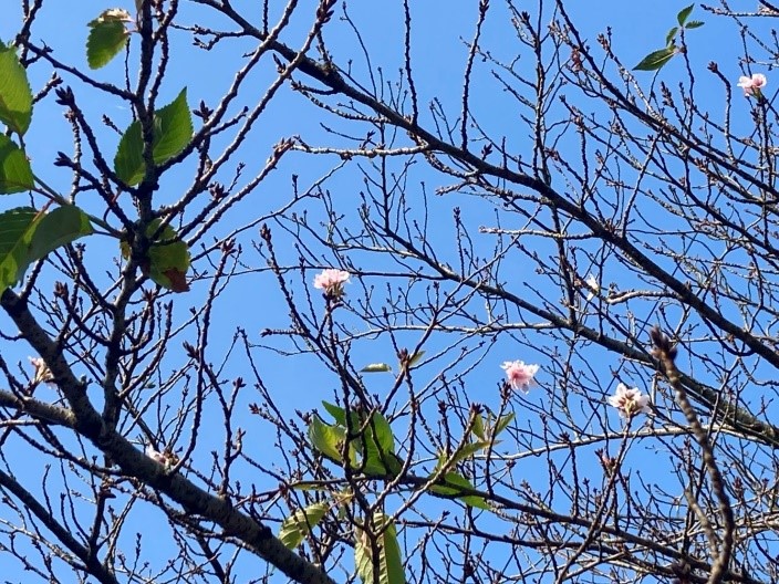 季節外れの桜