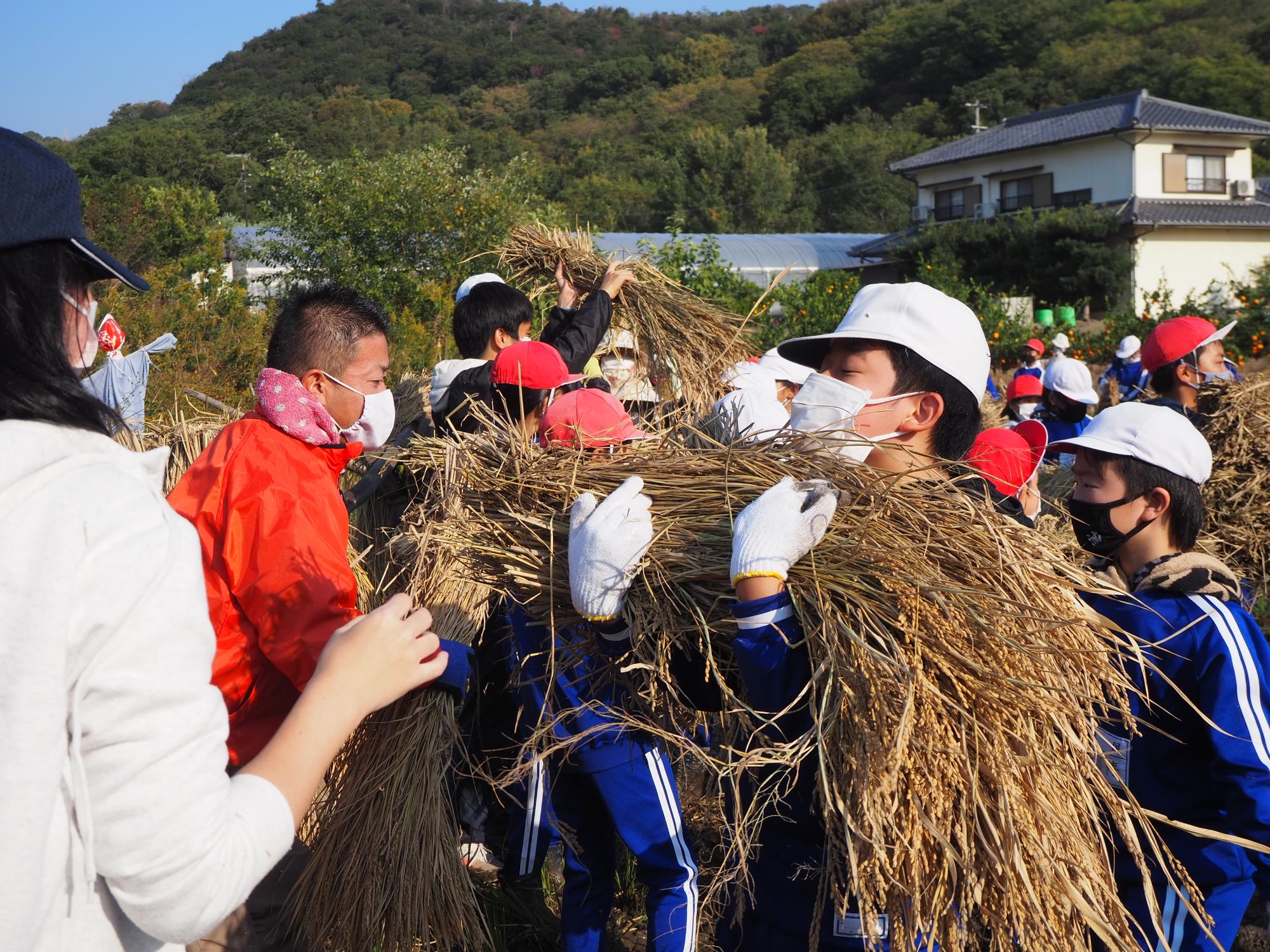 稲わらの束をかかえる児童