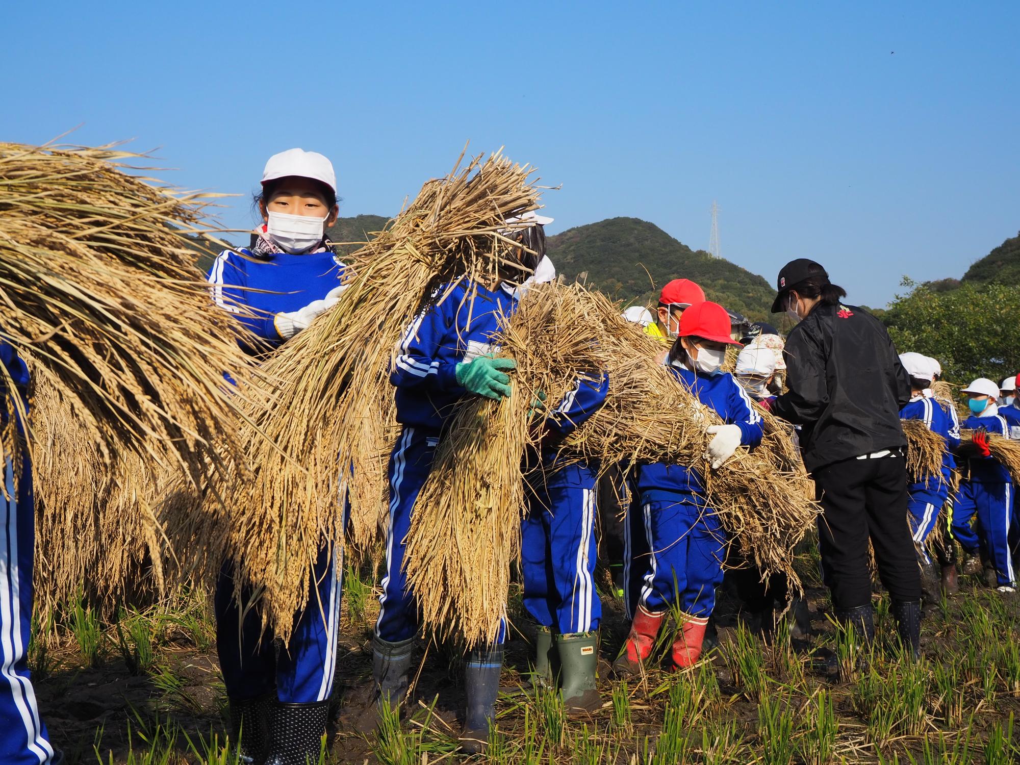 稲の束を運ぶ