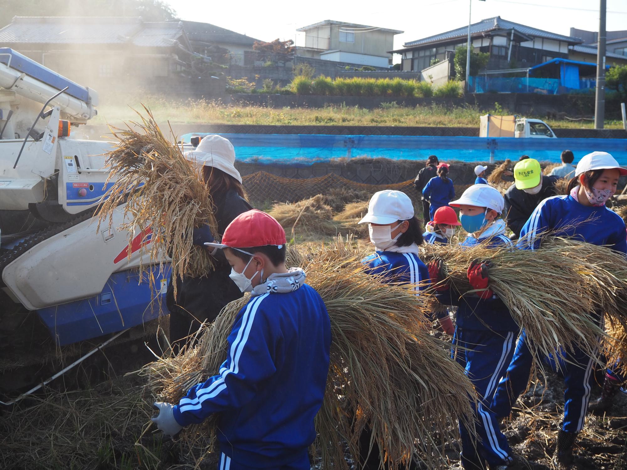 コンバインまで運ぶ