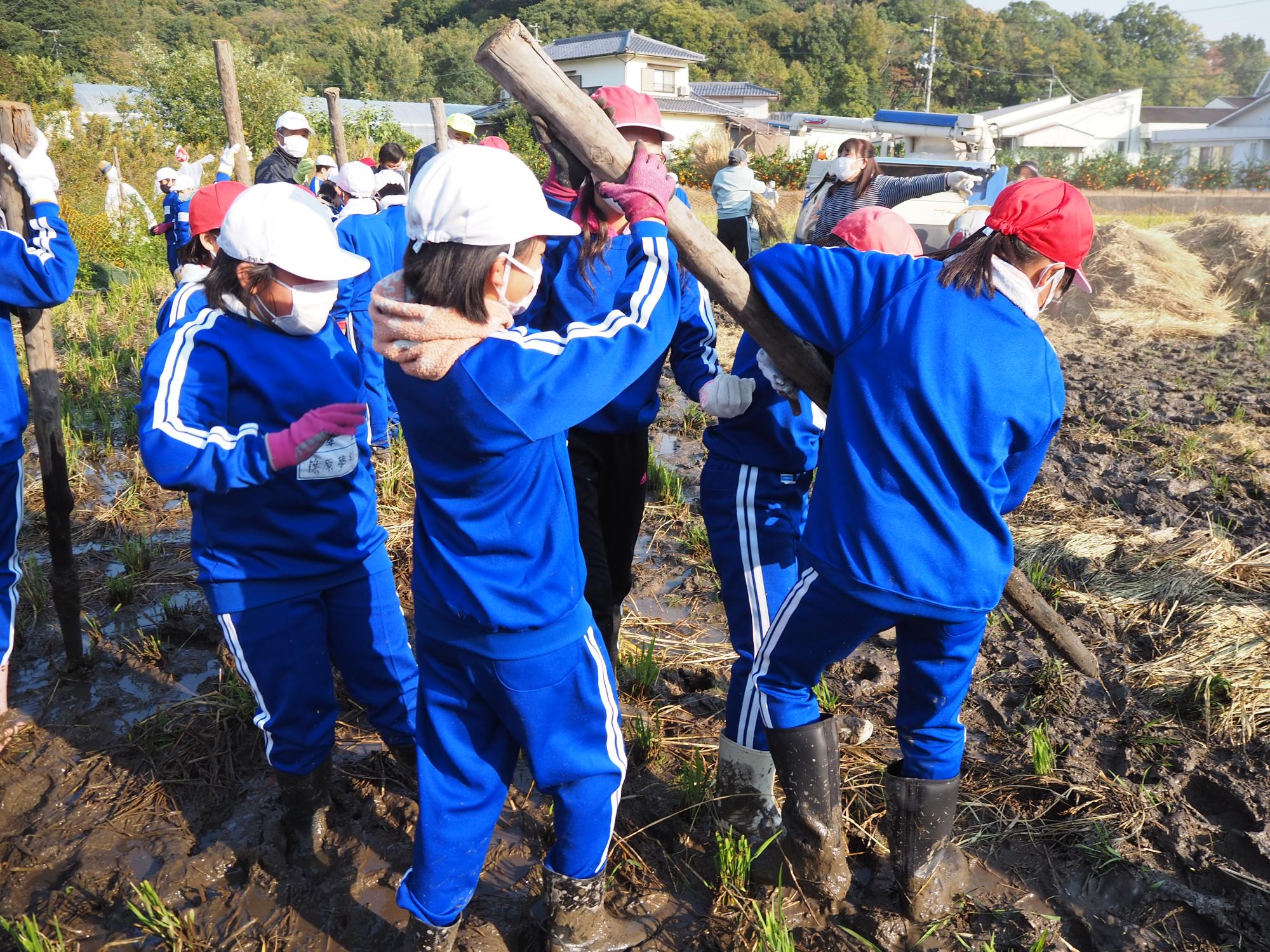 4人がかりでハゼ木を抜く児童