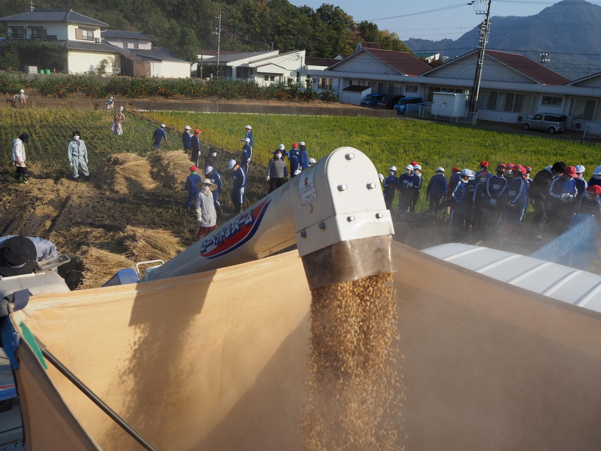 コンバインから排出される籾