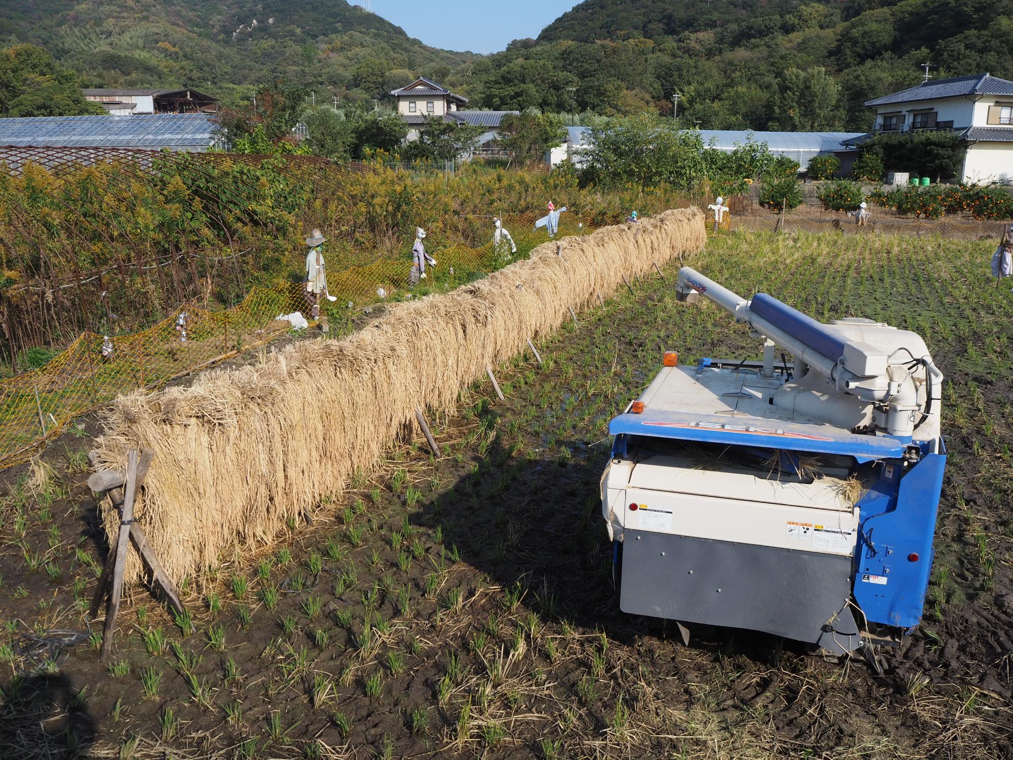 ハゼかけされた稲とコンバイン