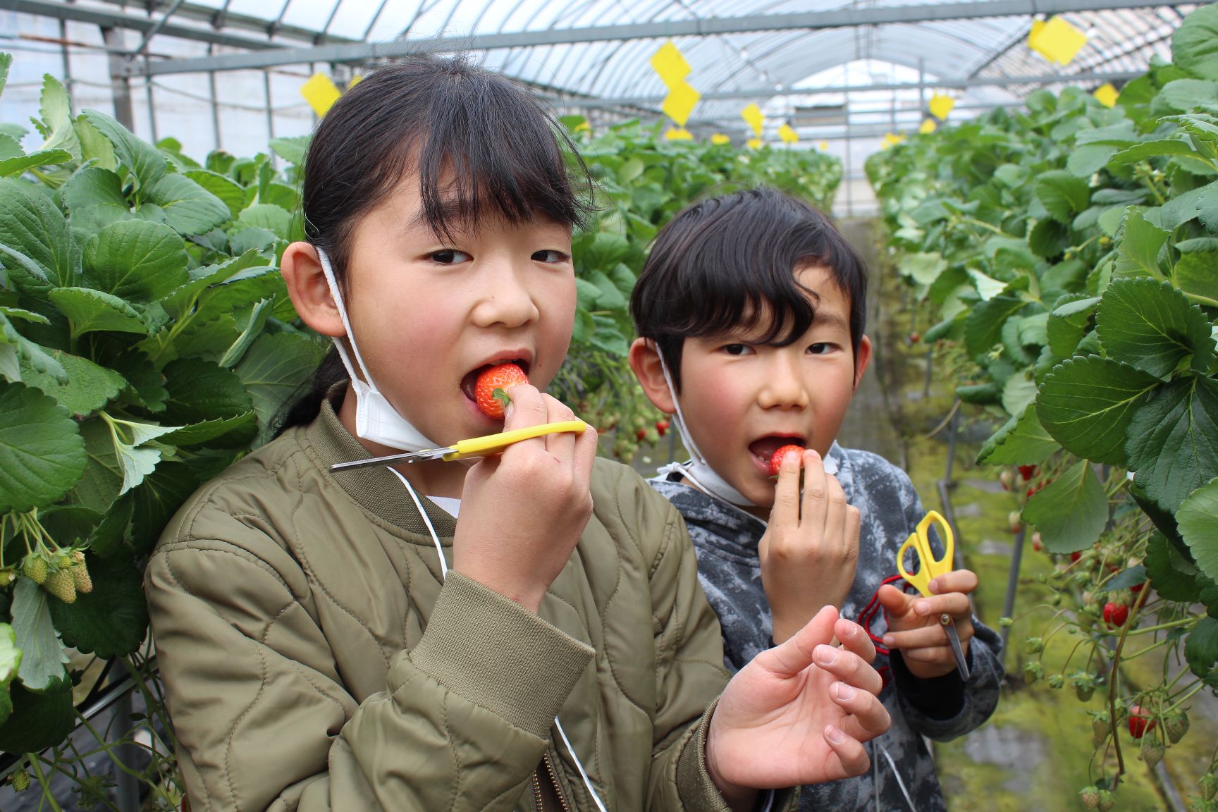 いちごをほおばる小学生たち