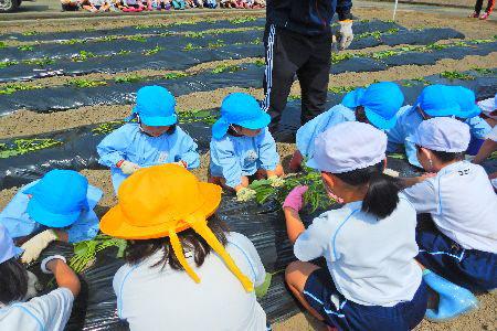 手前の小学生たちが苗を持っていて、園児が植え付けをしている写真