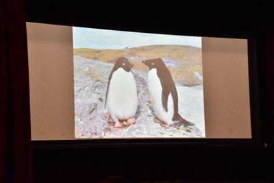 スクリーンに映し出された2頭のペンギンの写真