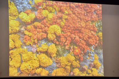 スクリーンに映し出されたオレンジや黄色のごつごつとした植物の写真