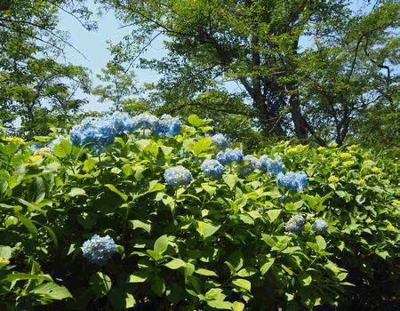 青のアジサイの花が咲いている写真