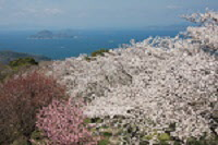 紫雲出山山頂から桜の木や奥に広がる海を写した写真