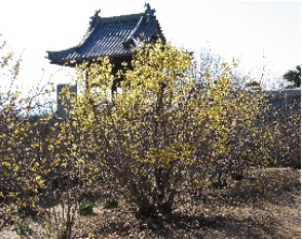 境内に咲いている蝋梅の木の奥に延命院が写っている写真