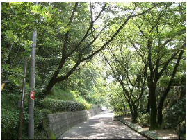 森林浴が出来そうな緑豊かな遊歩道の写真