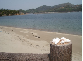 海岸から見える海とつたじまの写真