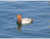 水鳥が海を泳いでいる写真