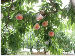 桃の木の桃一つ一つに白い袋が被せられている写真