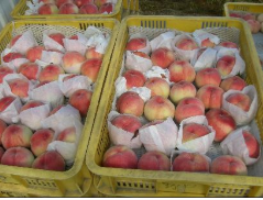 収穫された桃が大きなカゴいっぱいに入っている写真