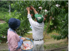 農家夫婦が収穫作業を行っている写真