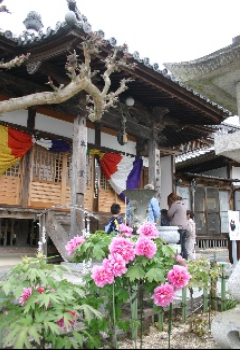 お寺の花壇にピンク色のぼたんの花が咲いている写真