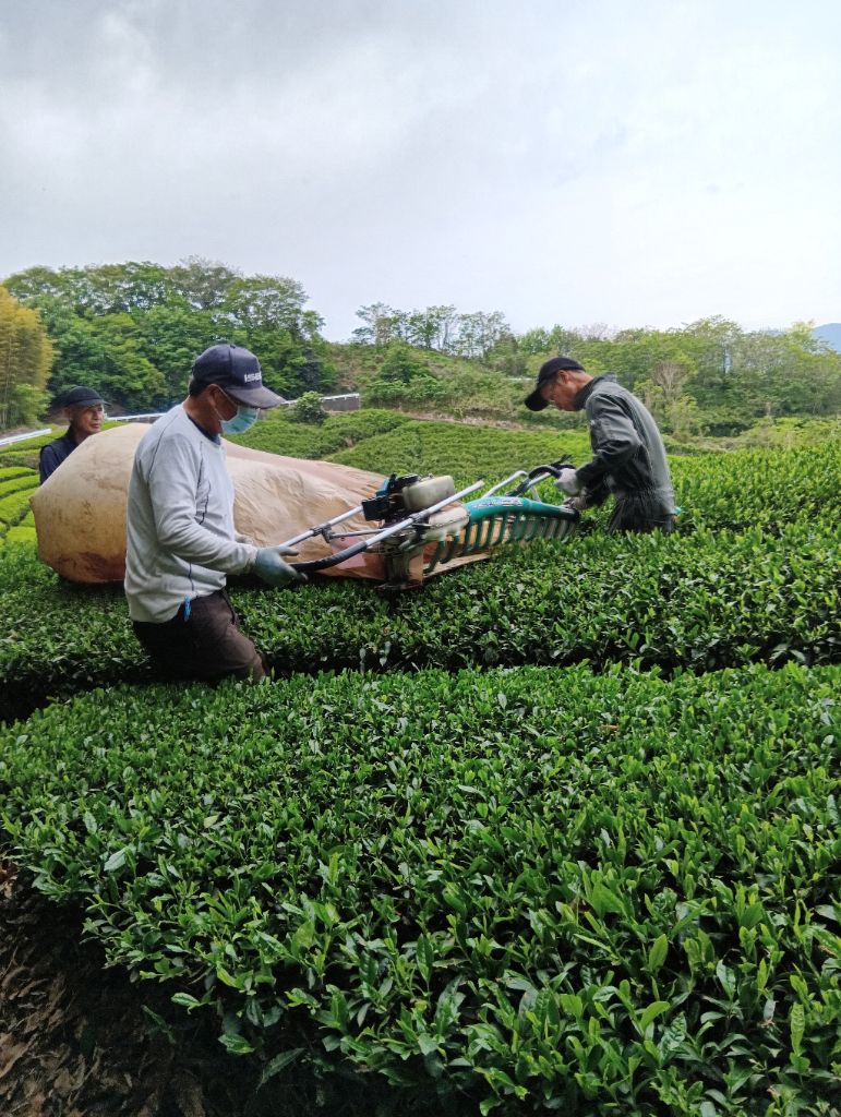 大きな茶摘み機械を3人で操縦