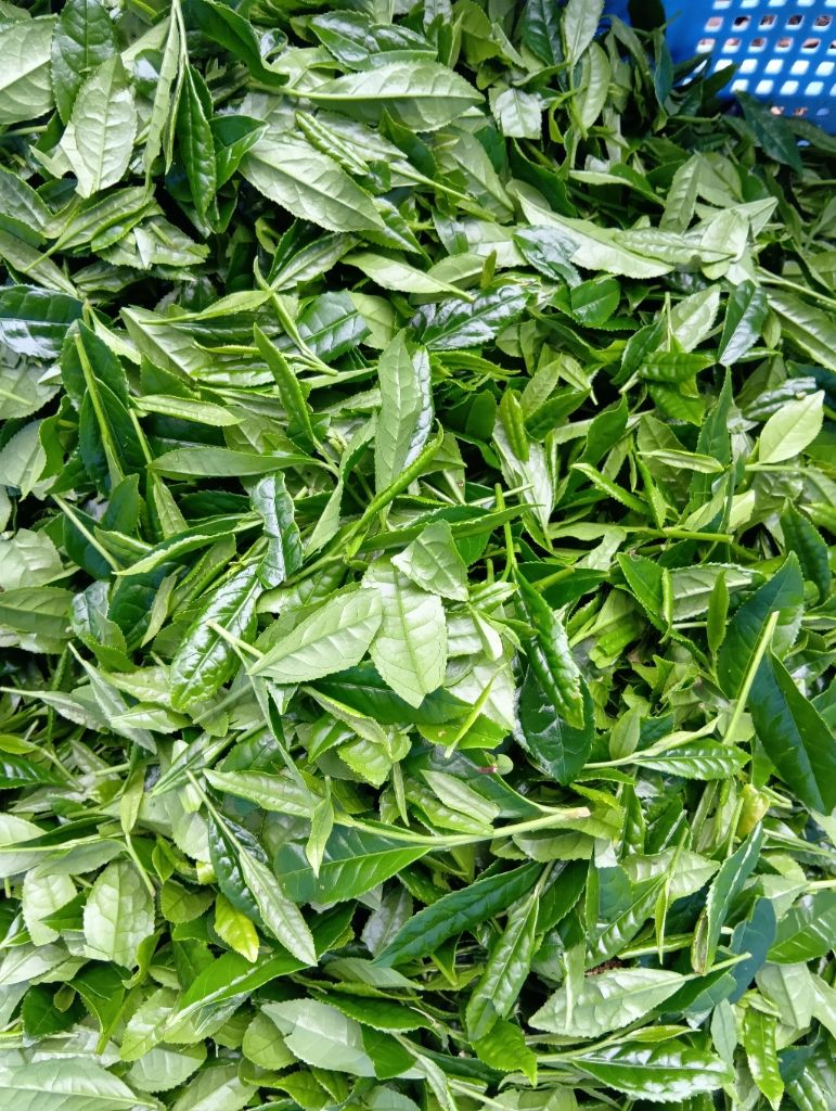 美しい新茶がとれました