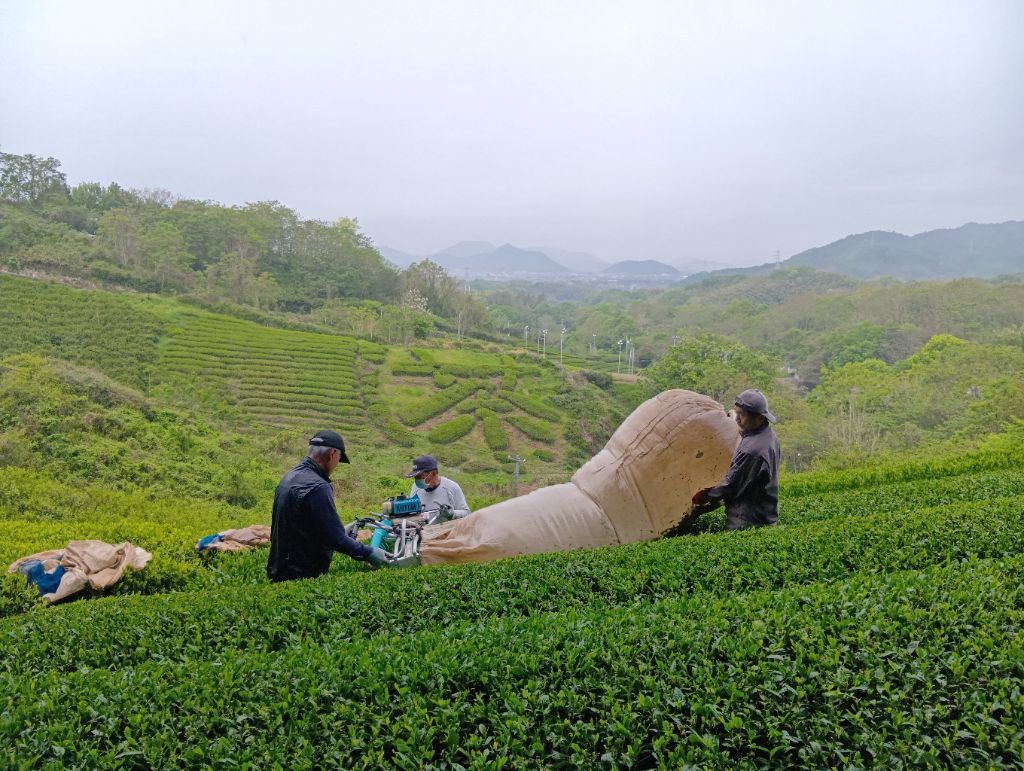 高品質の高瀬茶 一番茶を収穫