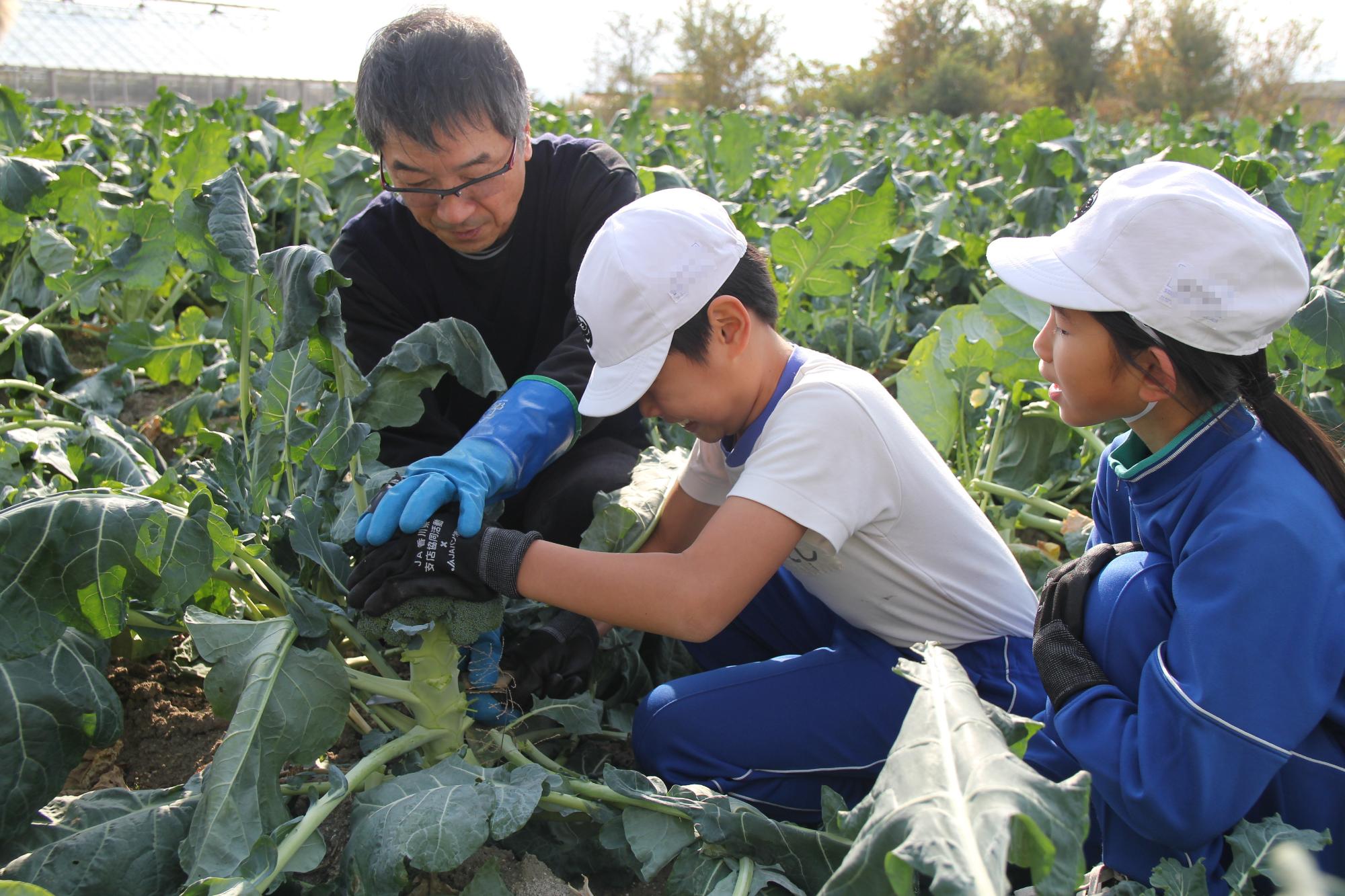 旬のブロッコリーを収穫体験（桑山小学校）