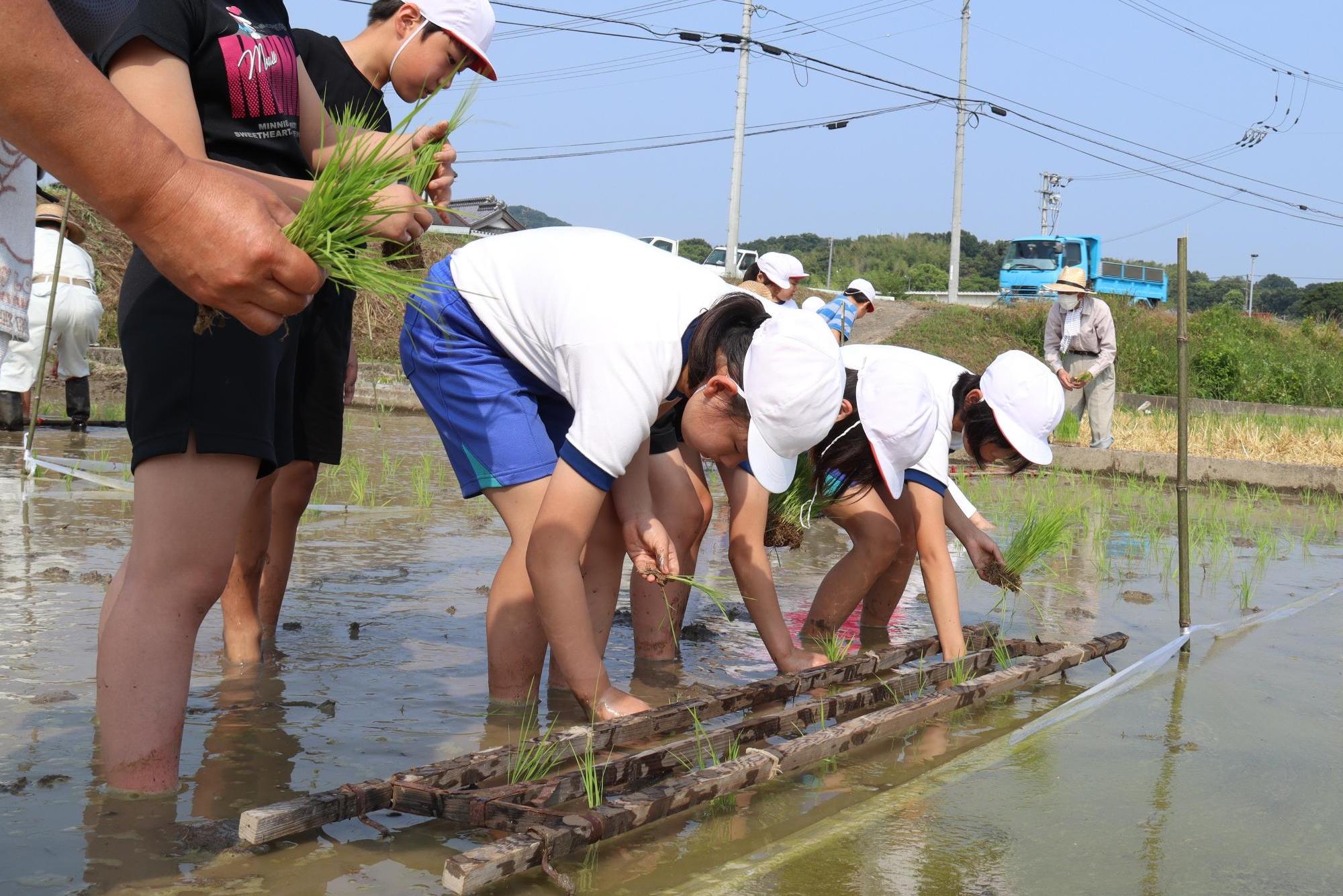 一列に並んで等間隔に植える