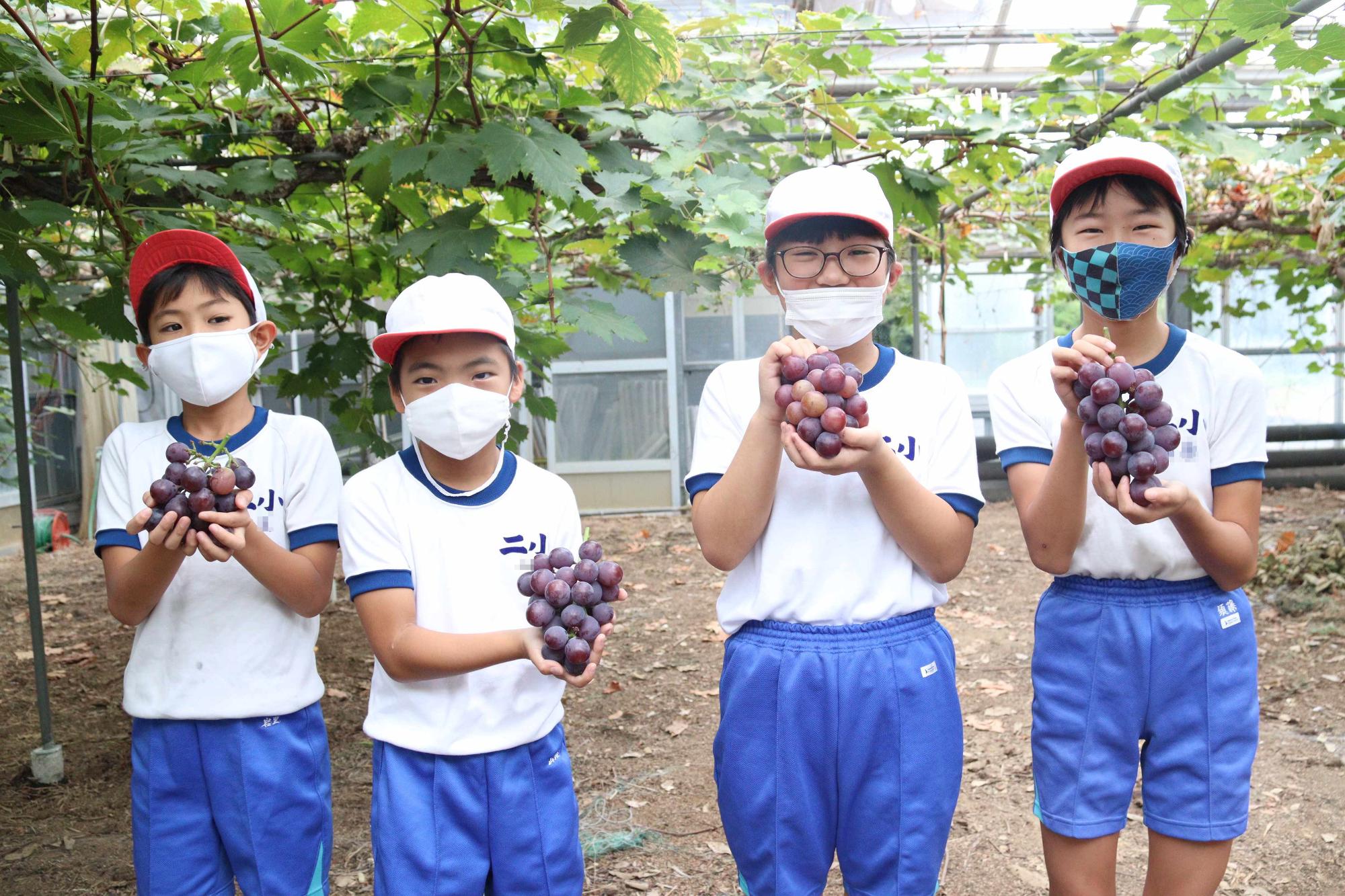 ぶどう収穫体験（二ノ宮小学校）