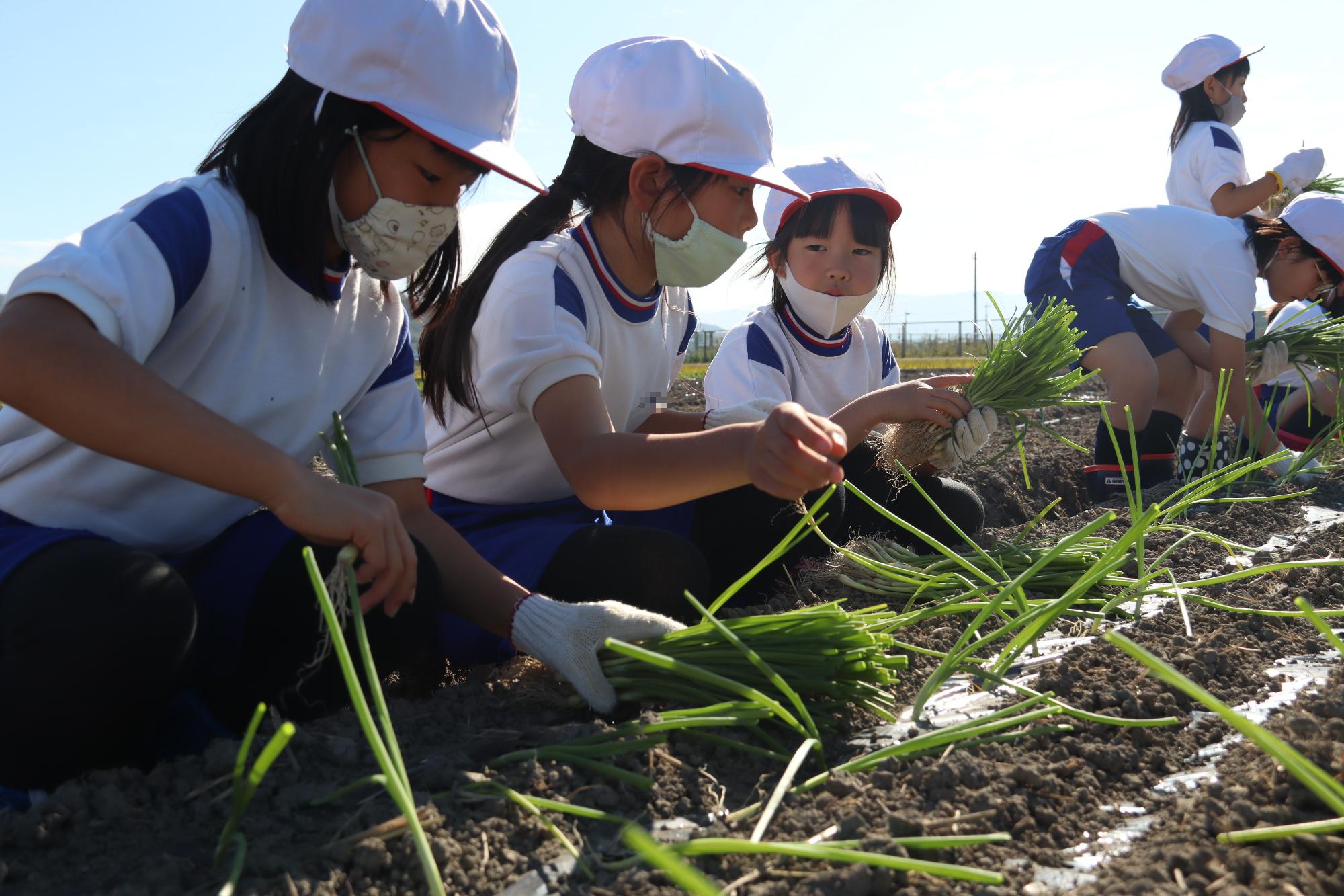 たまねぎ苗植え体験（大見小学校）