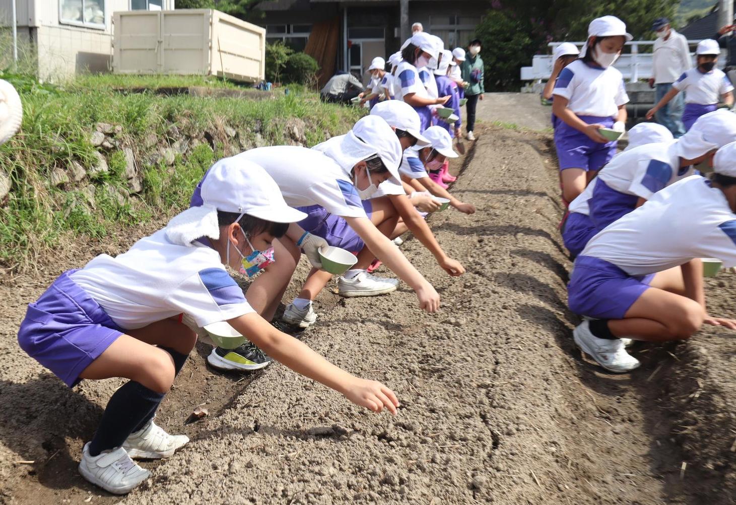 大根の種まきにもチャレンジ