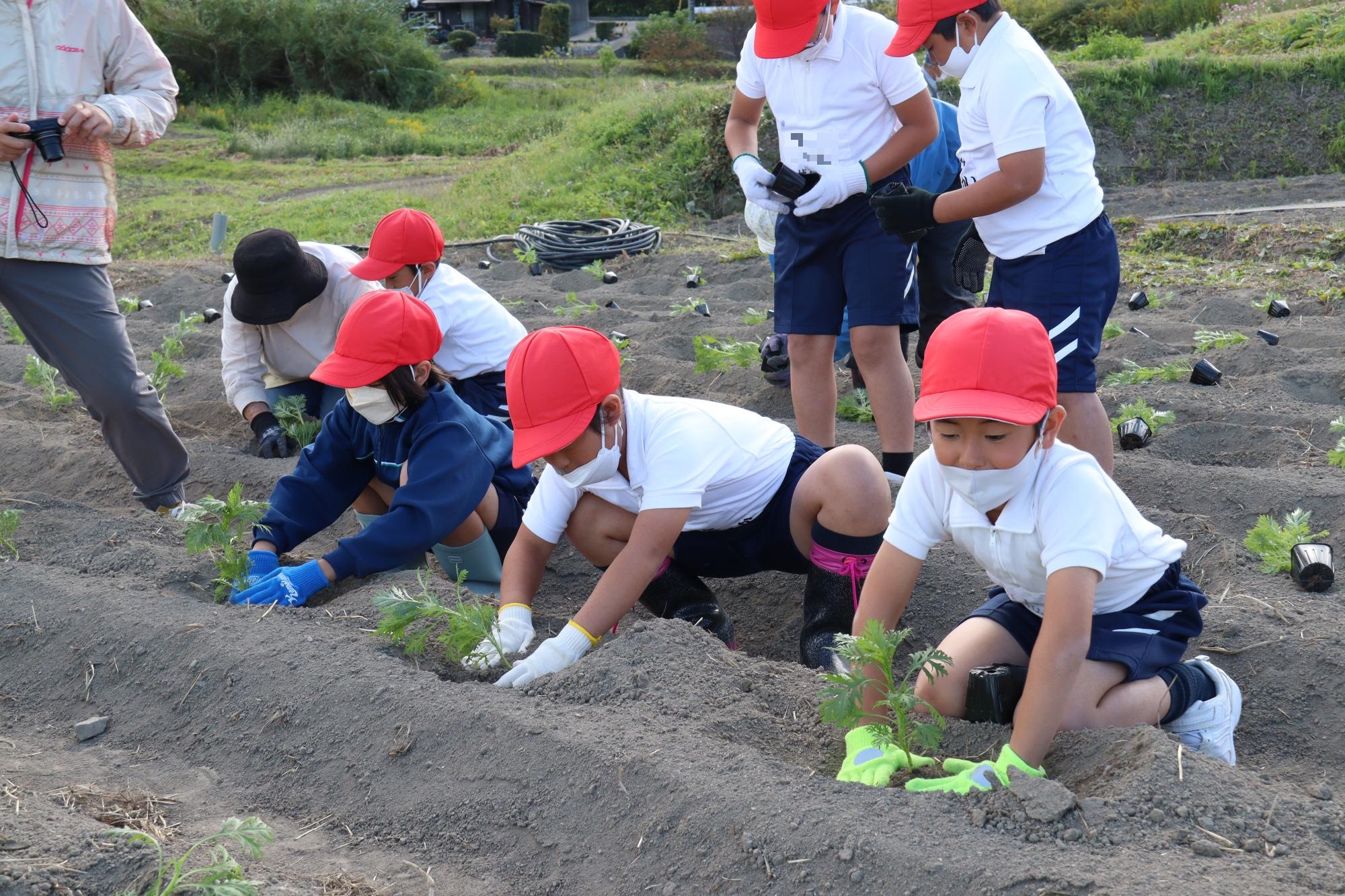 均等に間隔を空け苗を植える子どもたち