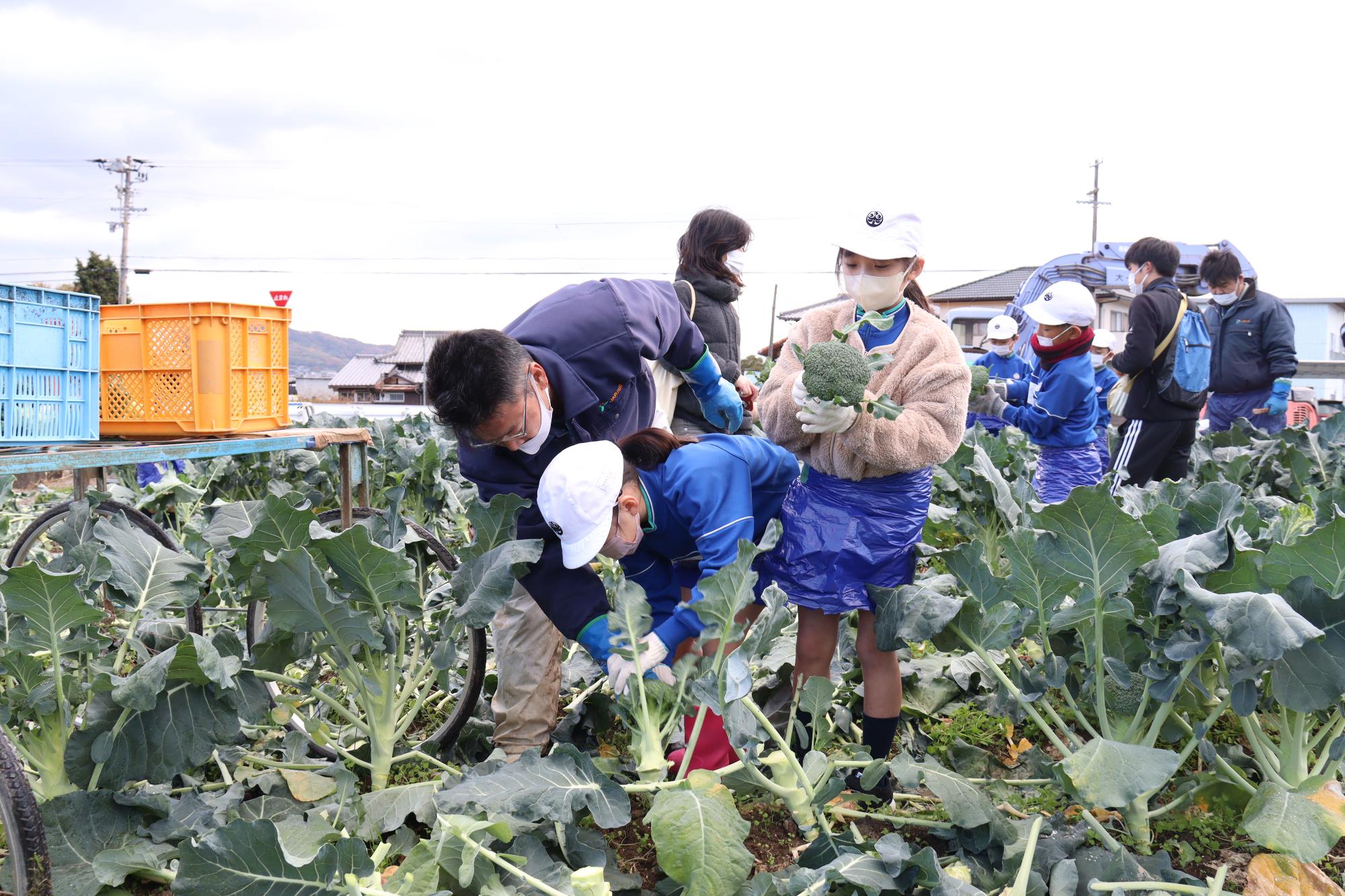 ブロッコリー収穫体験（桑山小学校）
