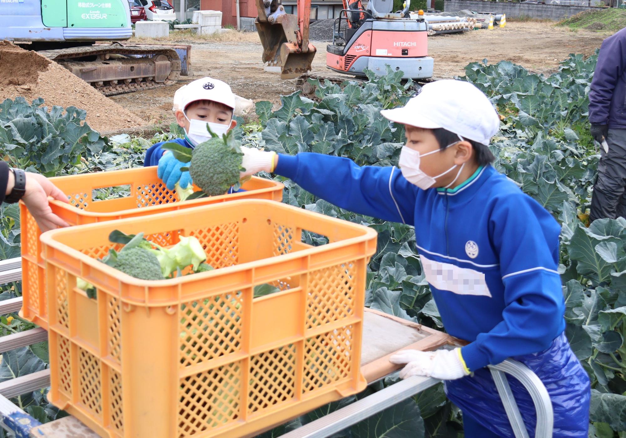 ブロッコリーをキャリーに積み込む子どもたち