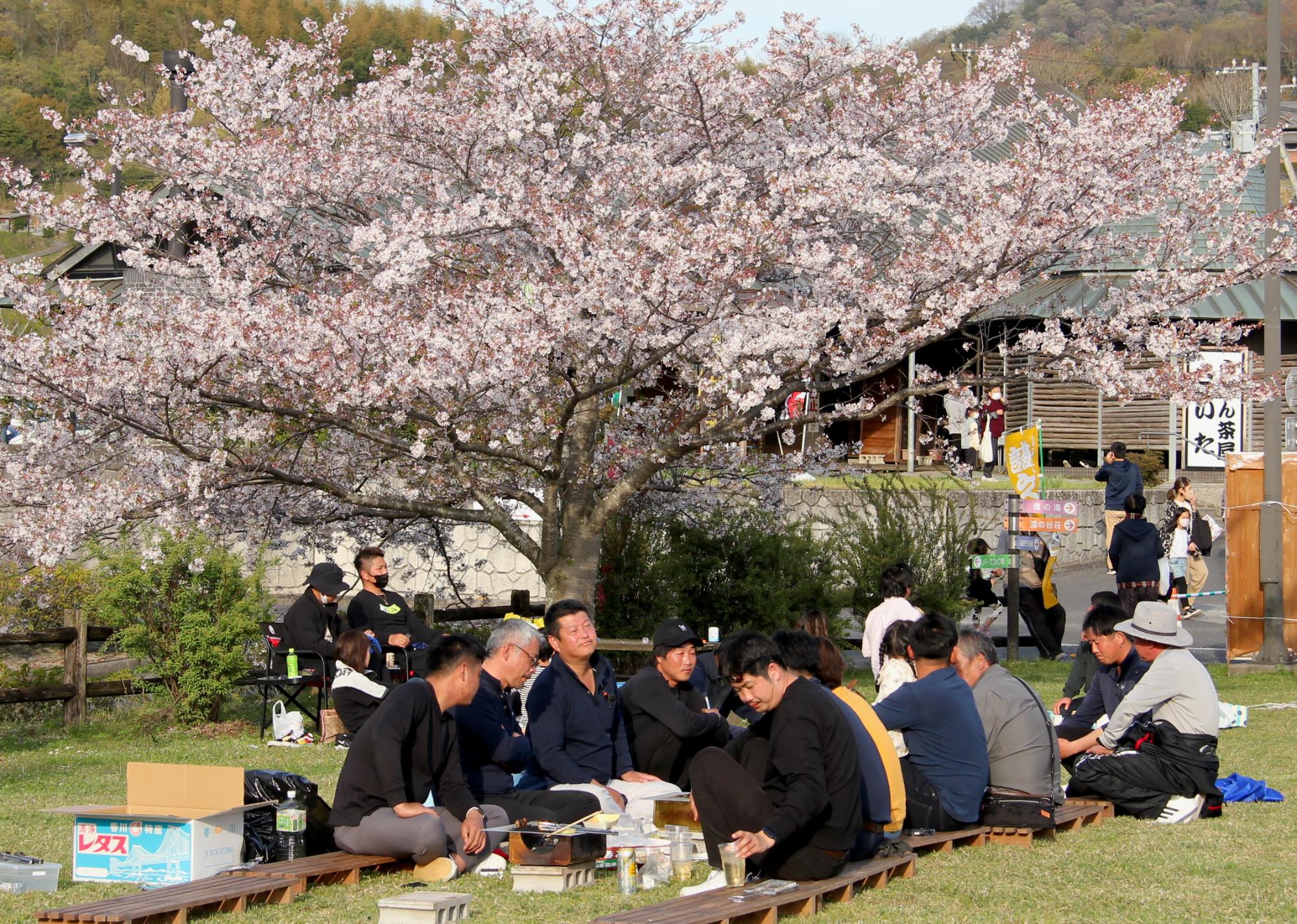 久しぶりの花見を楽しみます