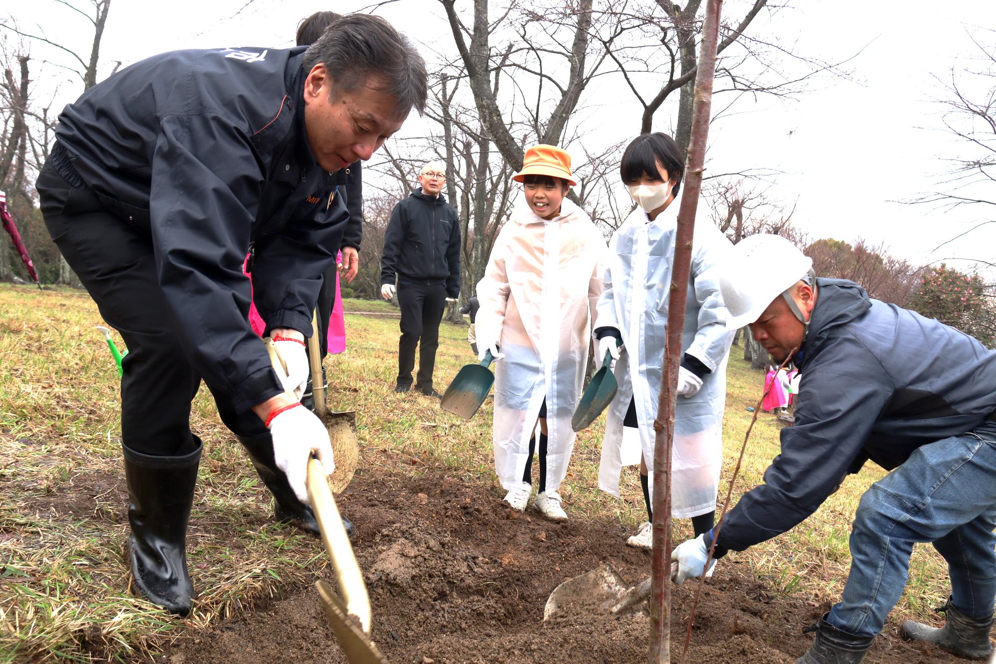 紫雲出山に桜を植樹