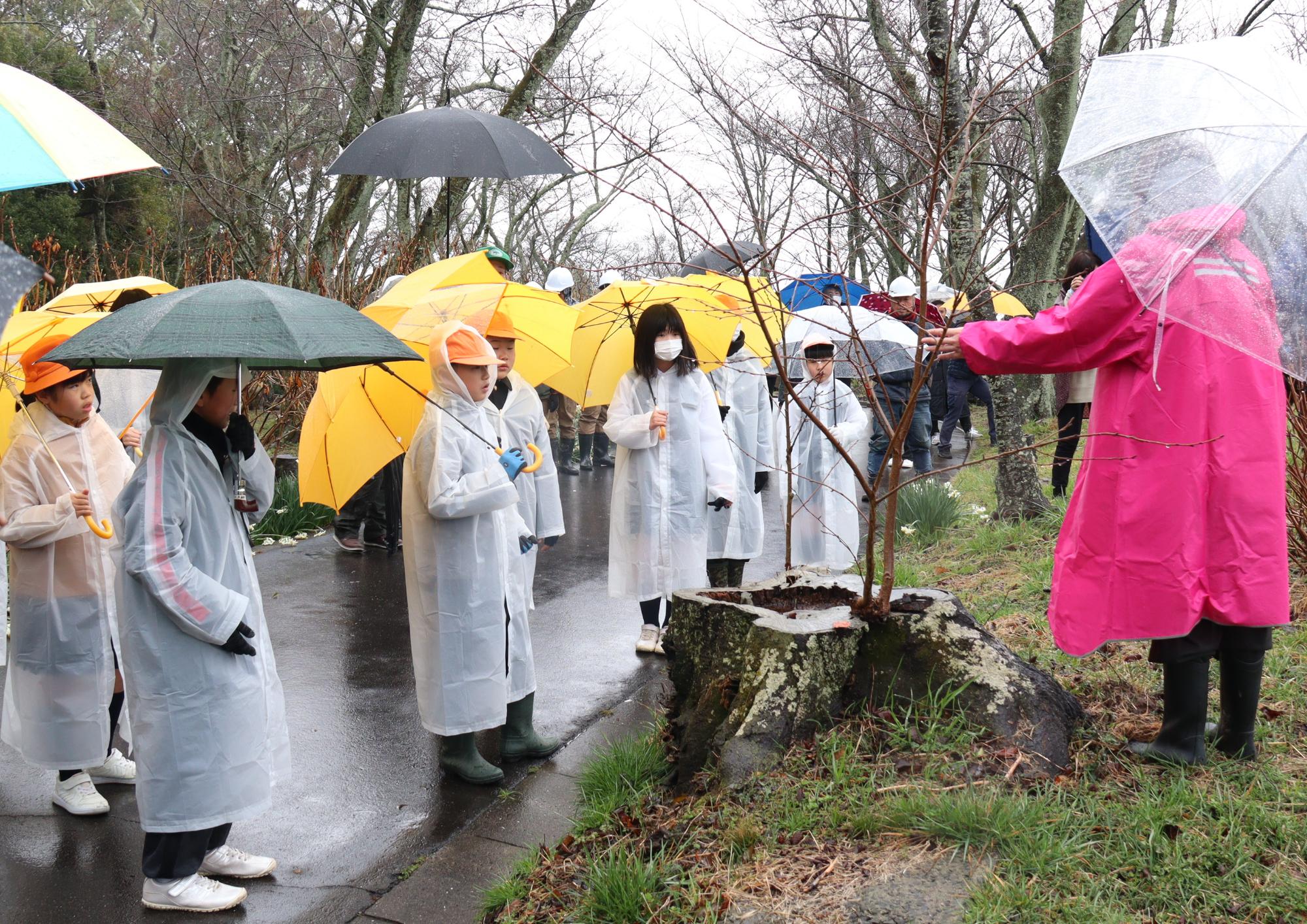 枯れてしまった桜の状況を説明