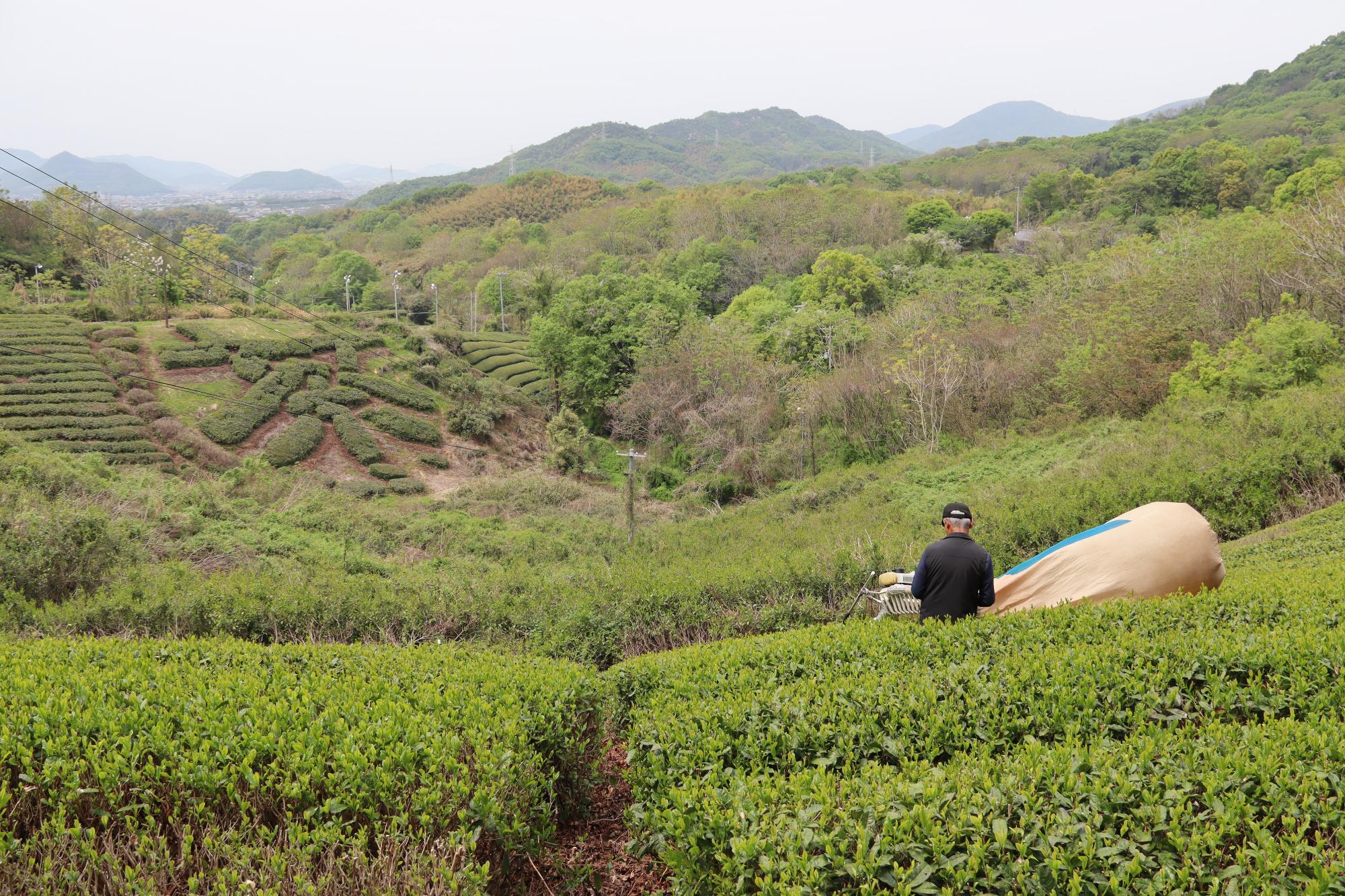 新茶摘み開始