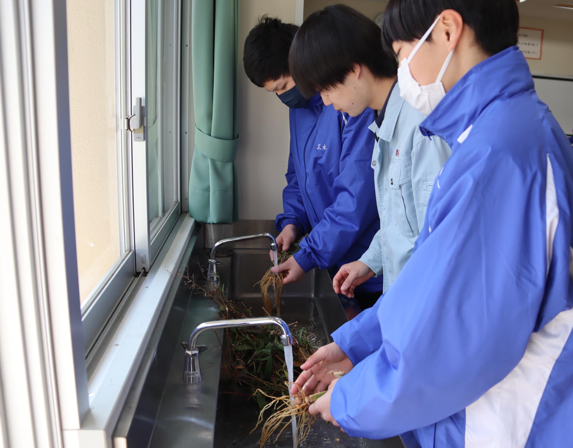 薬用作物ミシマサイコの根の洗浄