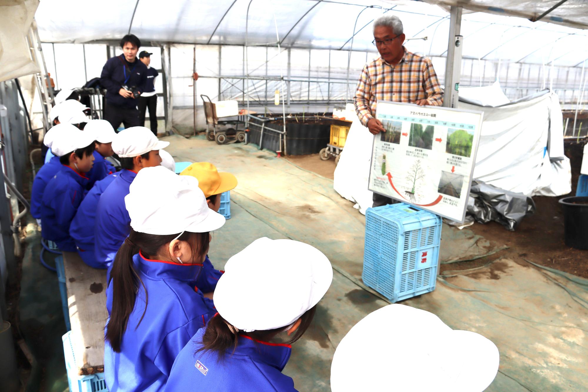 アスパラガスの説明