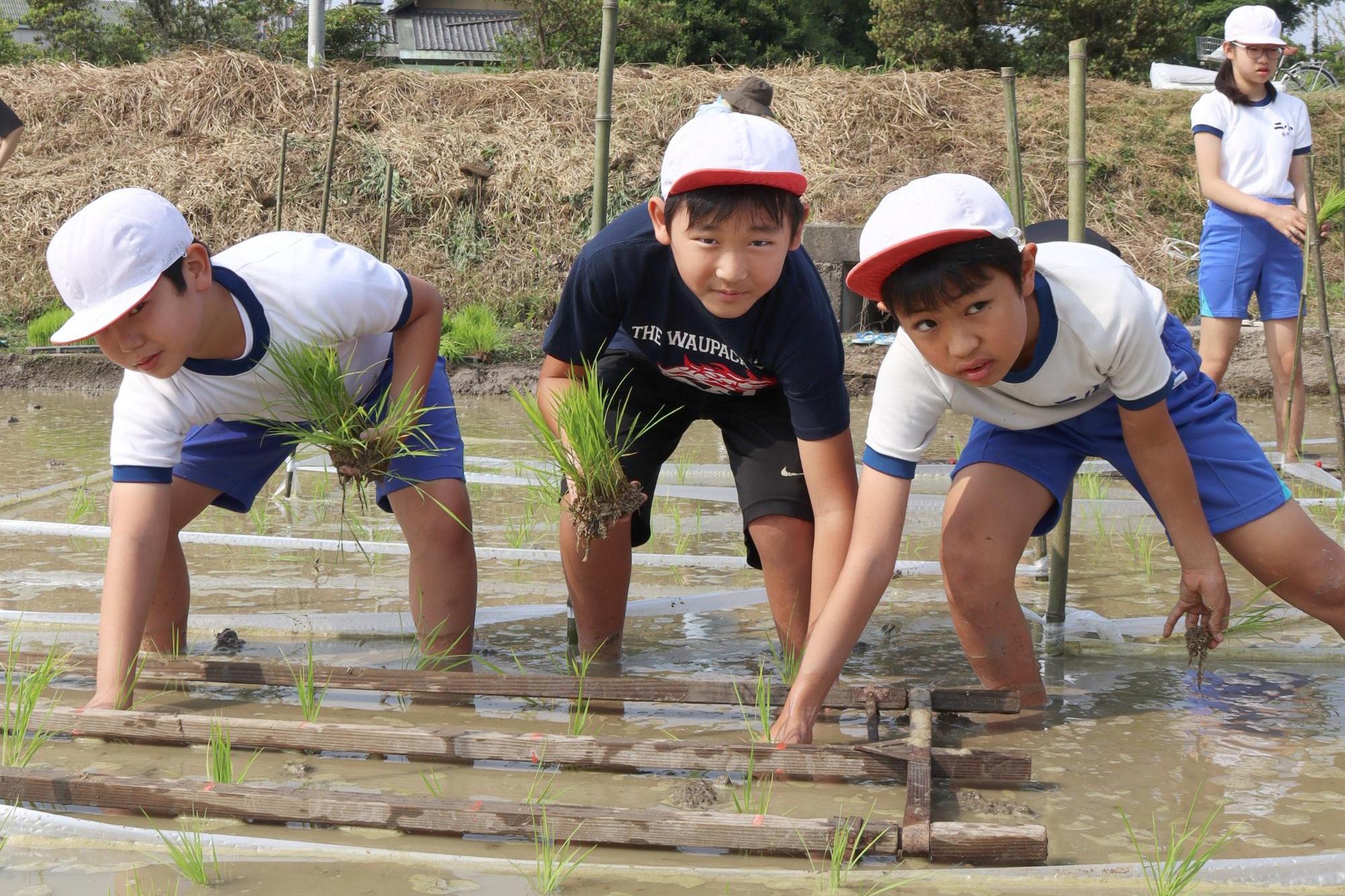 仲良く田植え