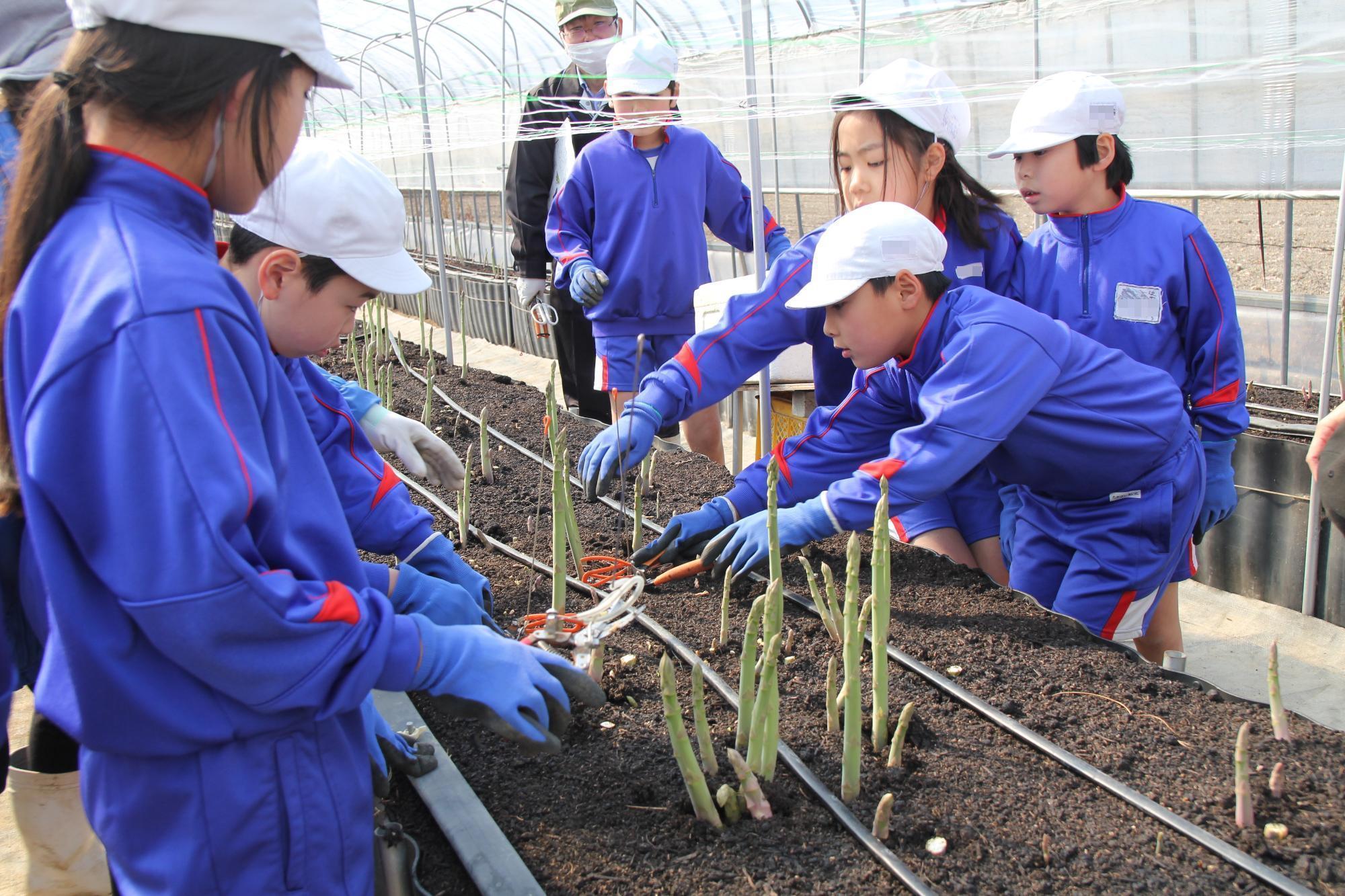 アスパラ収穫体験（笠田小学校）