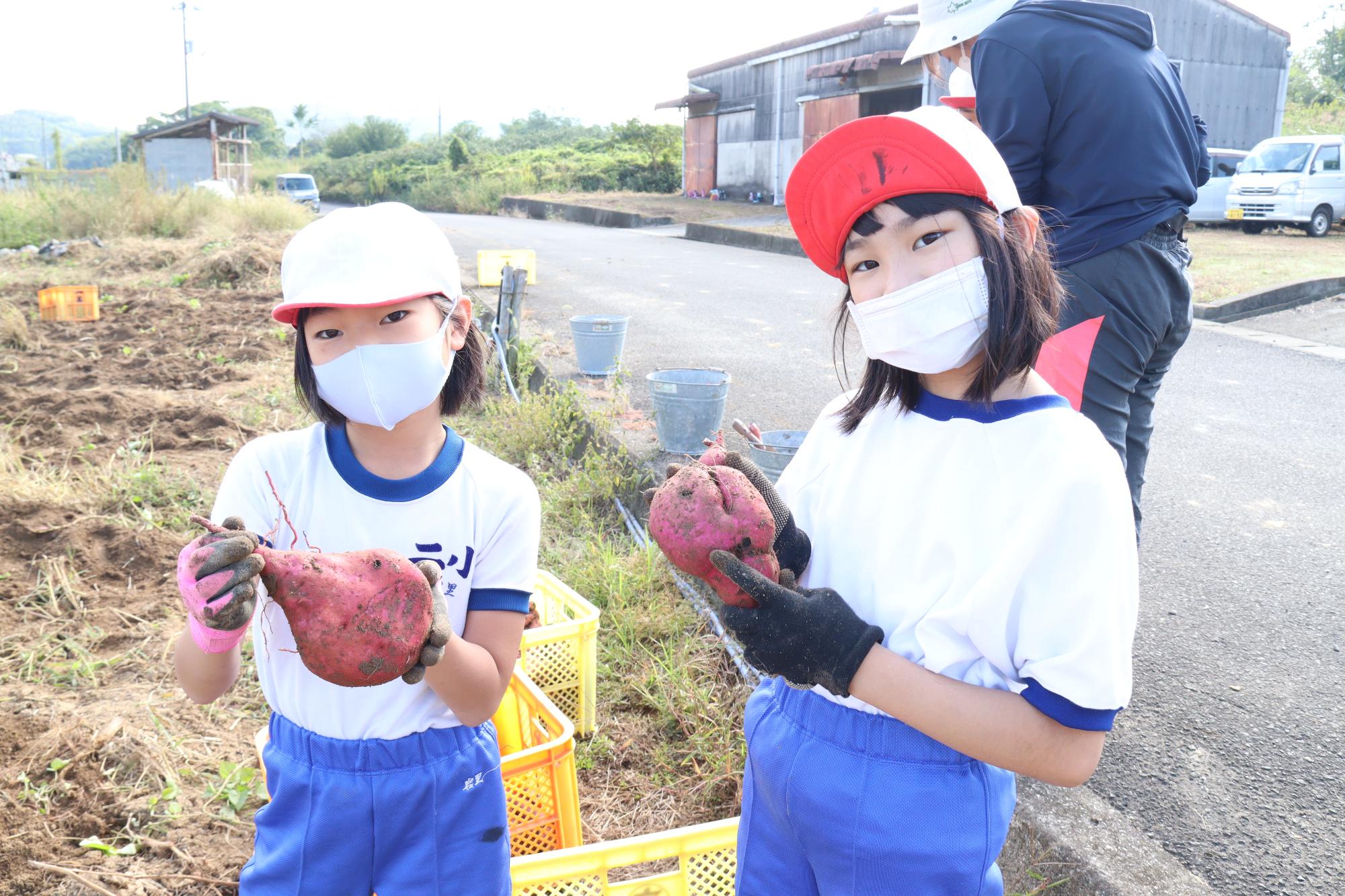 二ノ宮小サツマイモ