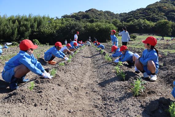 春にきれいなマーガレットが咲きますように（詫間小学校）