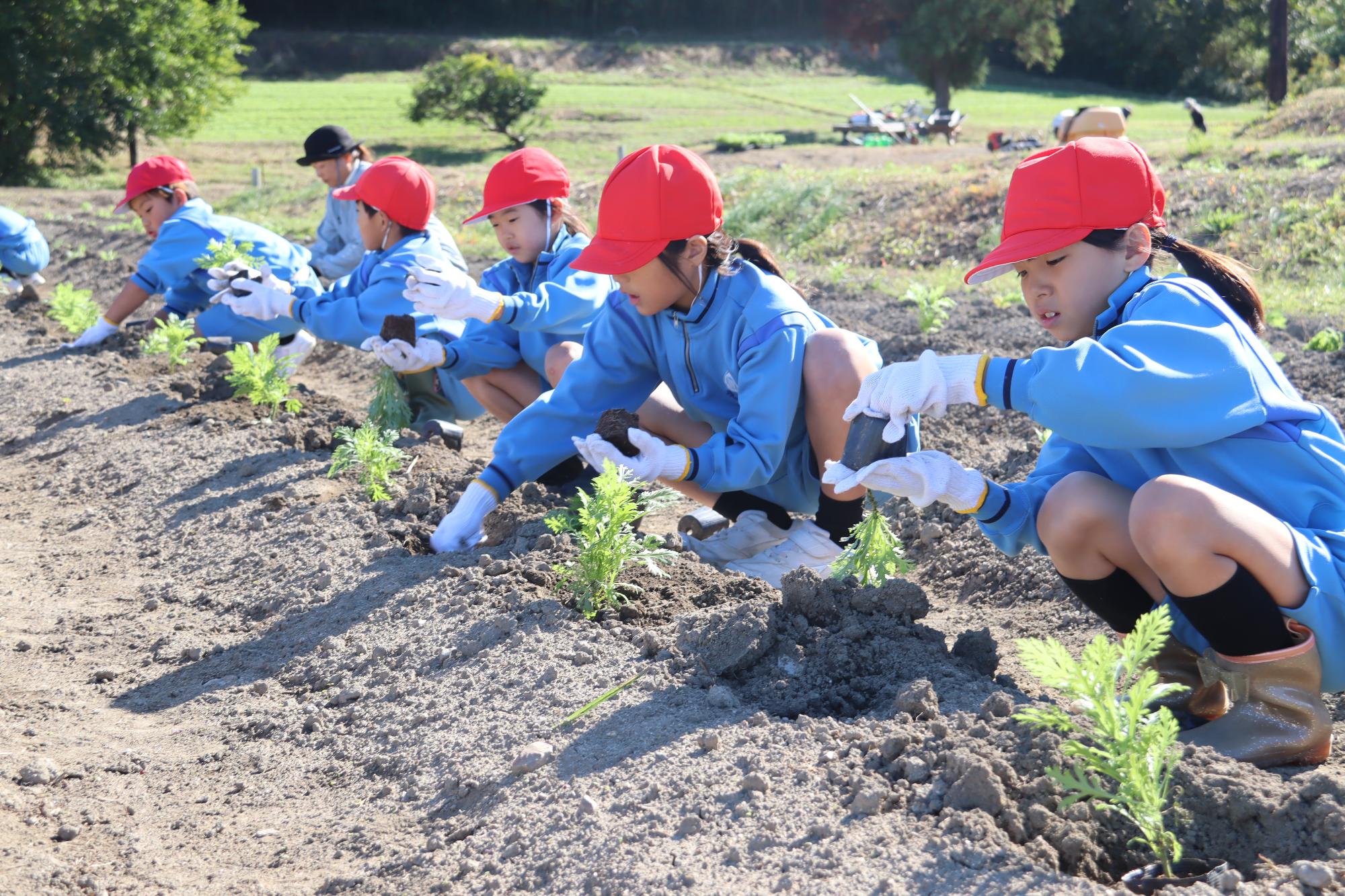 地域の人たちに教えてもらいながら植え付けました