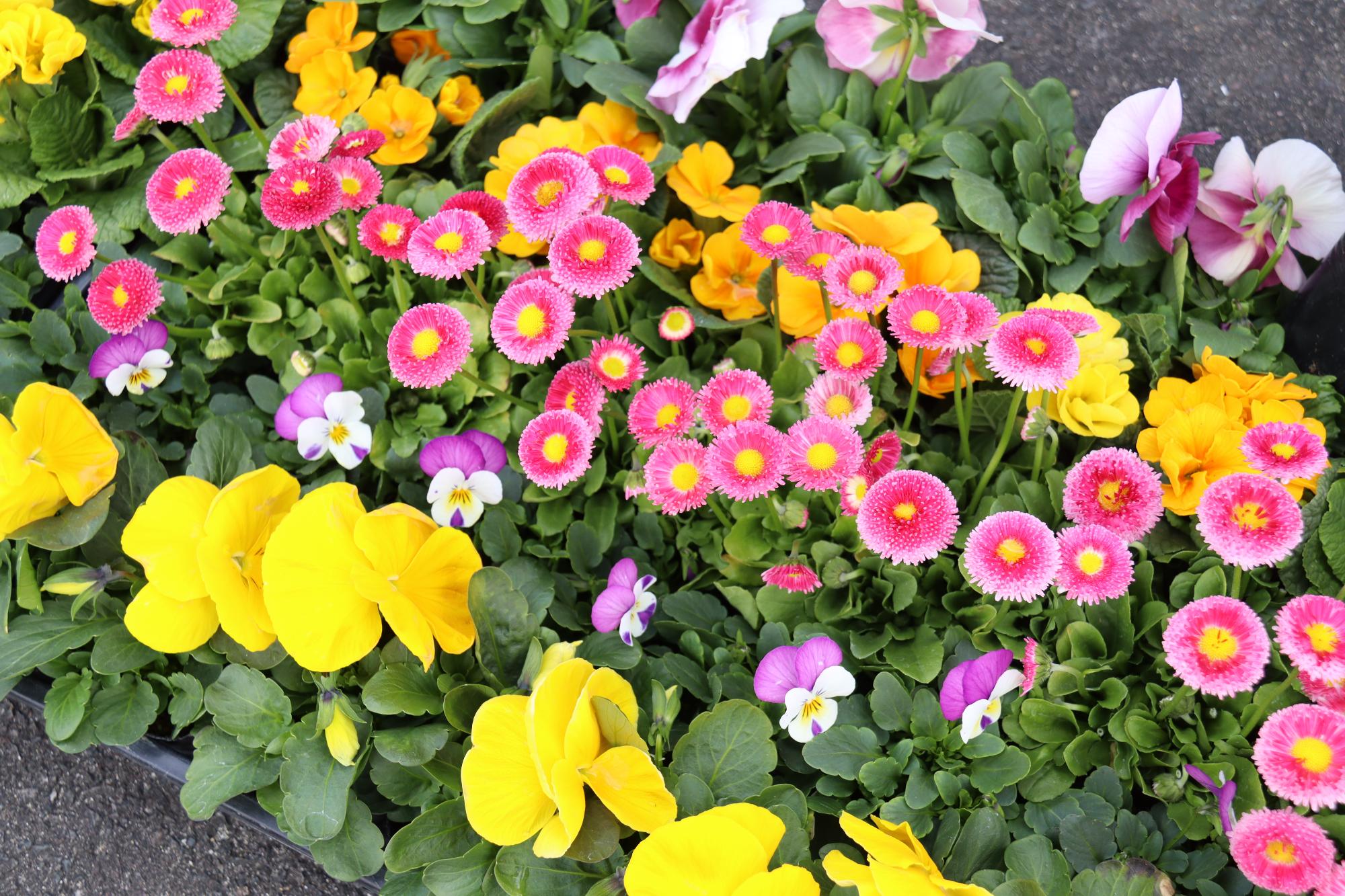 贈呈した花