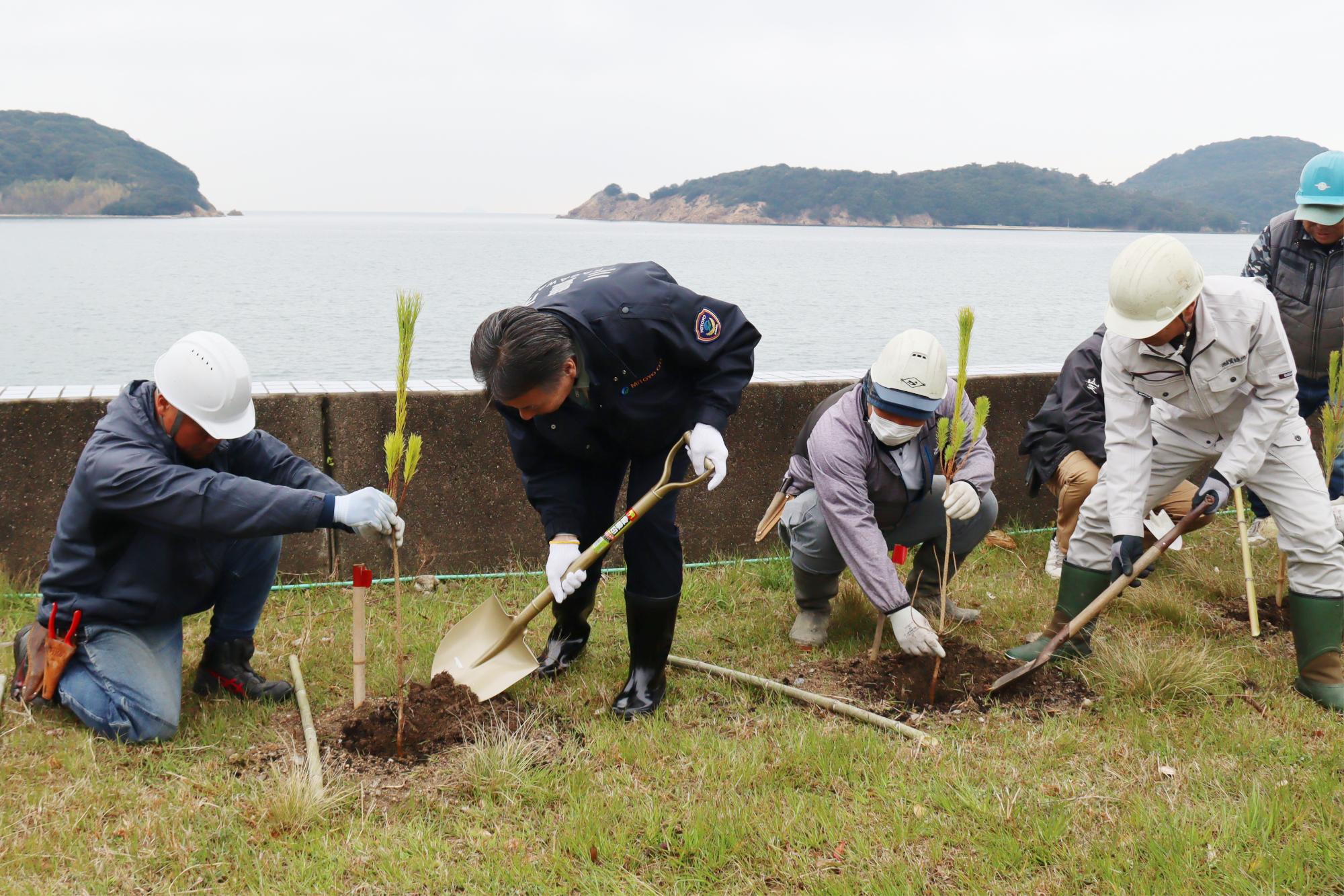 松の植樹