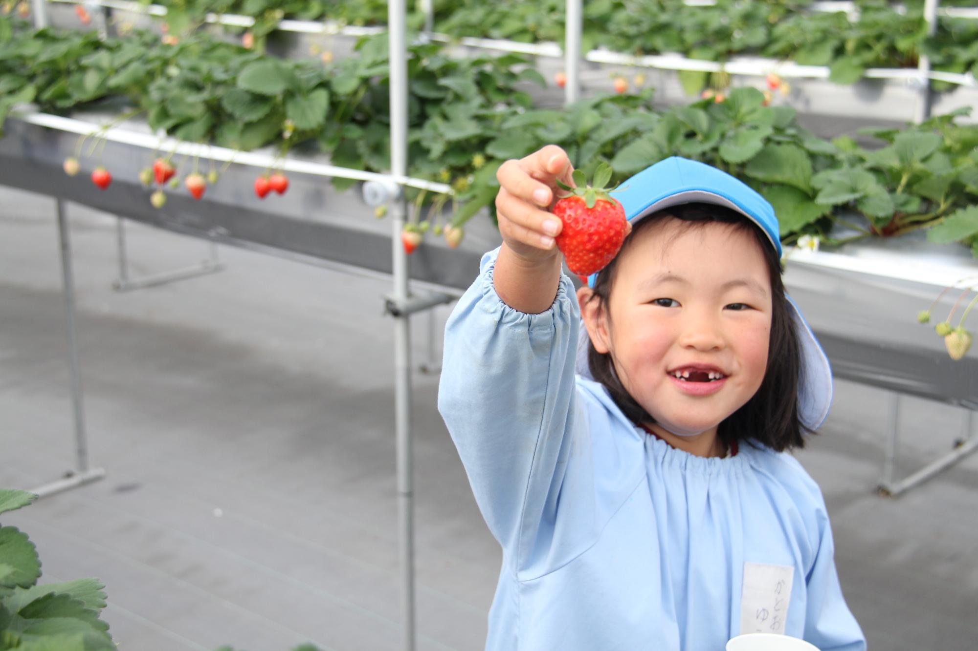 財田こども園いちご狩り